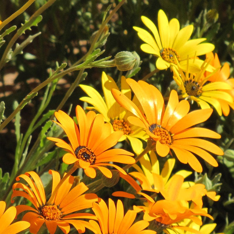 African Daisy Seeds, Dimorphotheca | American Meadows