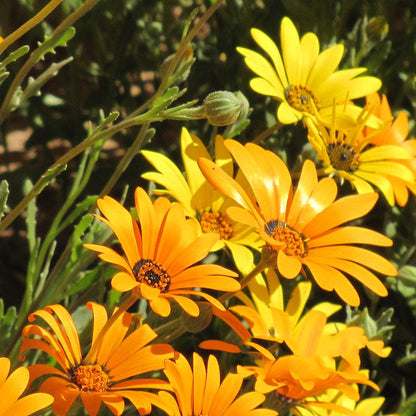 African Daisy Seeds