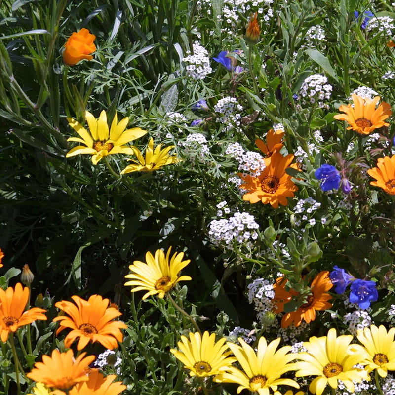 planting african daisy seeds African Daisy Seeds, Dimorphotheca