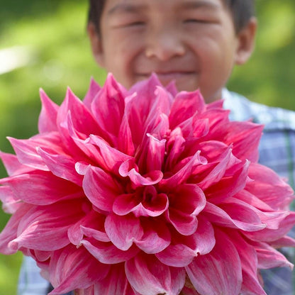 Emory Paul Dinner Plate Dahlia
