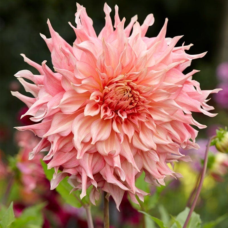 Raspberry Apricot Dinner Plate Dahlia Collection