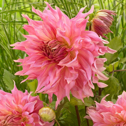 Penhill Watermelon Dinner Plate Dahlia