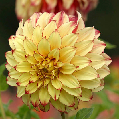 Lady Darlene Dinner Plate Dahlia