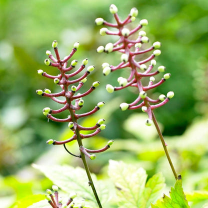 Doll's Eyes (Actaea)