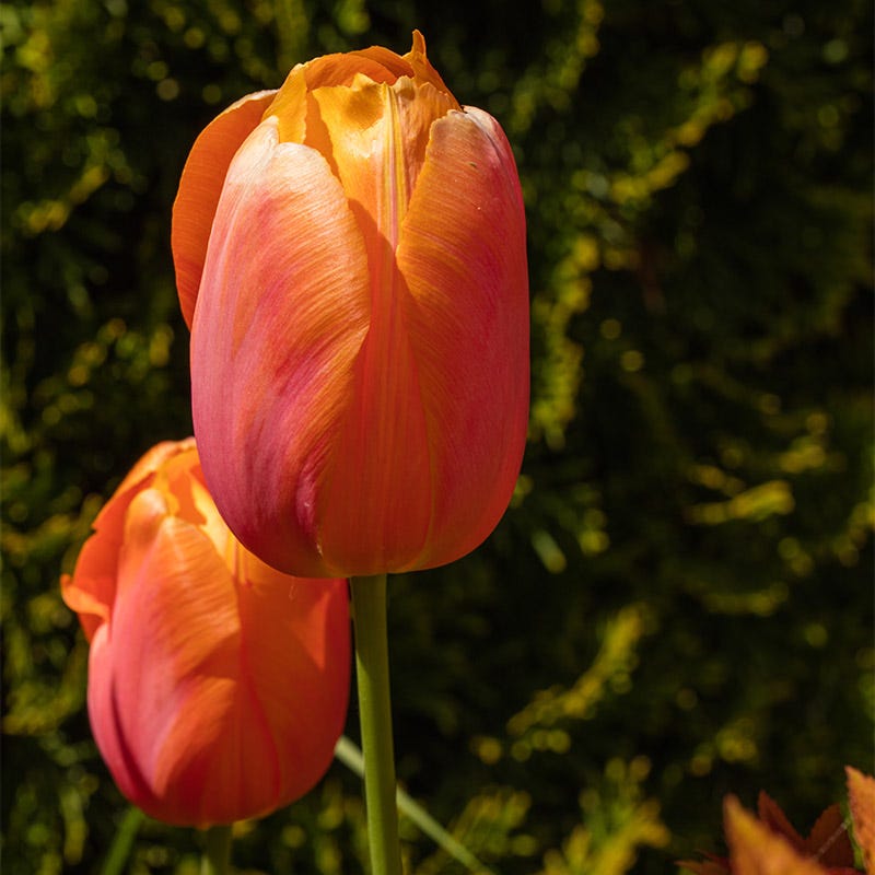 Dordogne Single Late Tulip