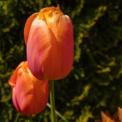 Dordogne Single Late Tulip