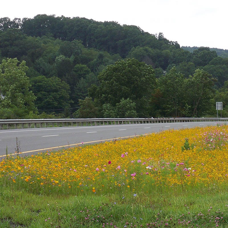 DOT Show Stopper Wildflower Seed Mix