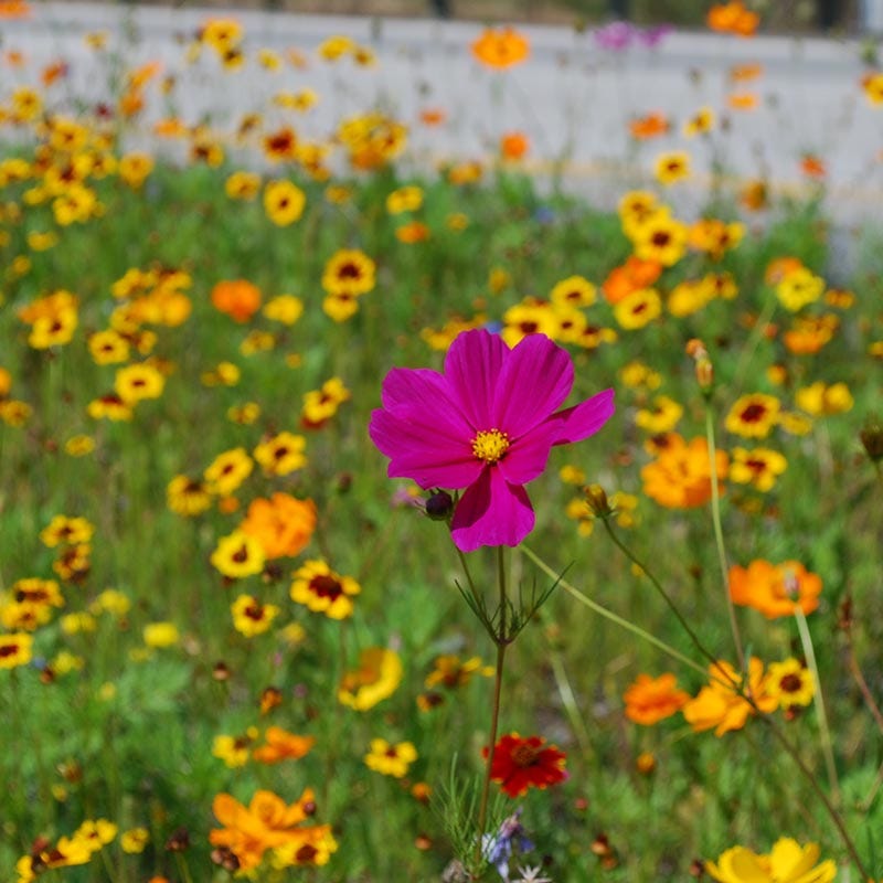 DOT Show Stopper Wildflower Seed Mix