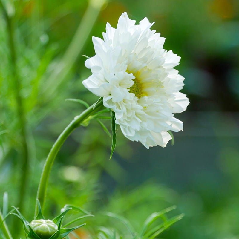 mystical white flower seeds Double Click Knight Cosmos Seeds | White