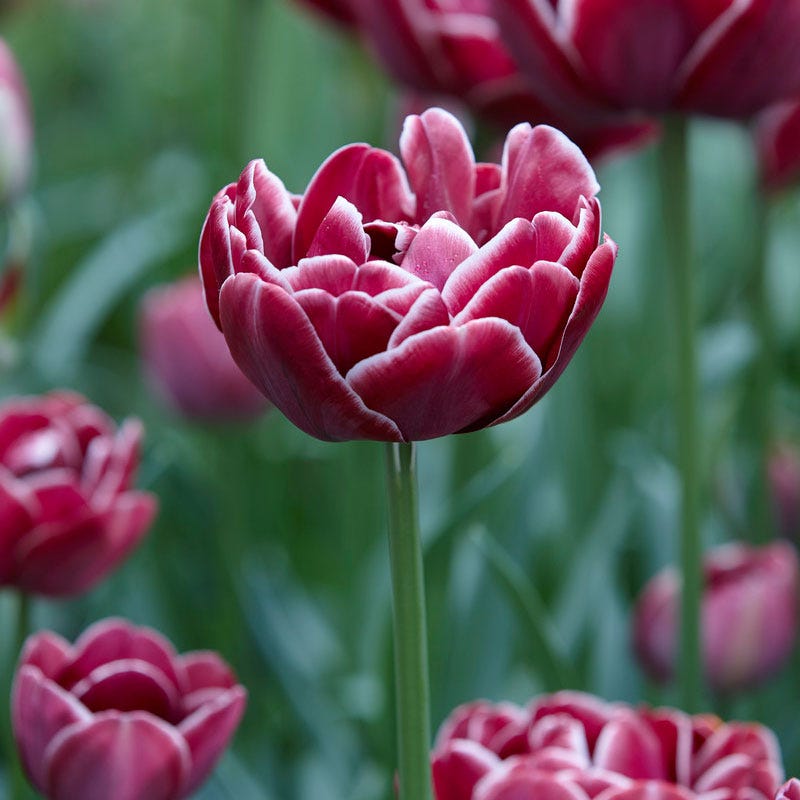 Dream Touch Double Late Tulip
