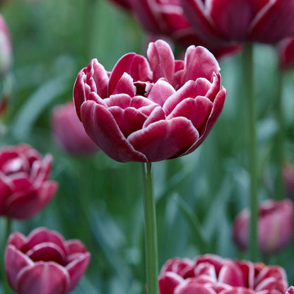 Dream Touch Double Late Tulip