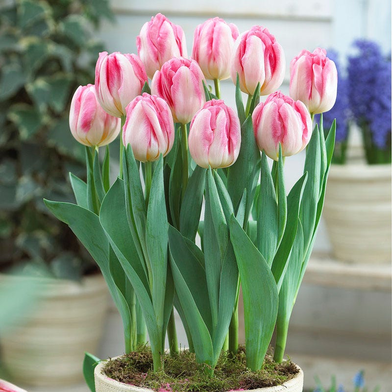 Foxtrot® Double Late Tulip | American Meadows