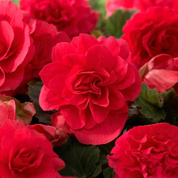 Shade Porch Red Bulb Collection