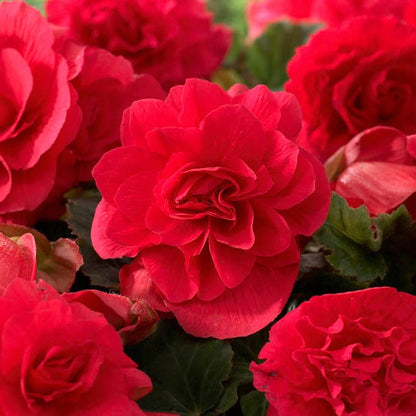 Shade Porch Red Bulb Collection