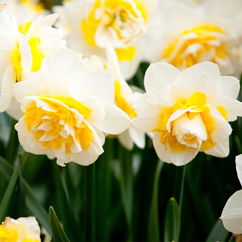 Double Star Daffodil - Thumbnail 2