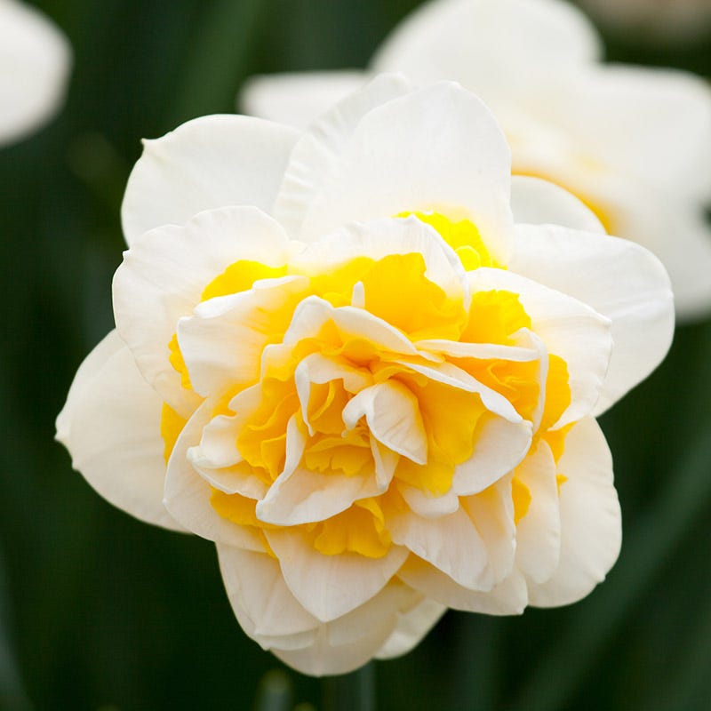 Double Star Daffodil