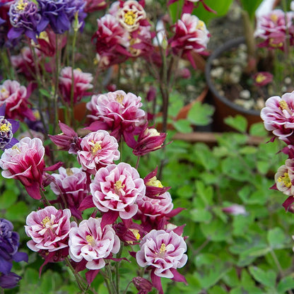 Winky Double Red-White Columbine