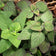 Downy Wood Mint Seeds