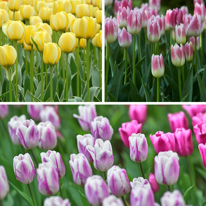 Dreamy Drift Tulip Collection