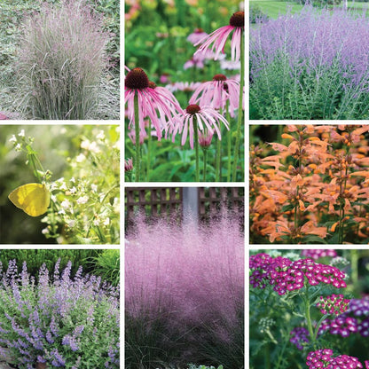 Dreamy Meadow Pre-Planned Garden