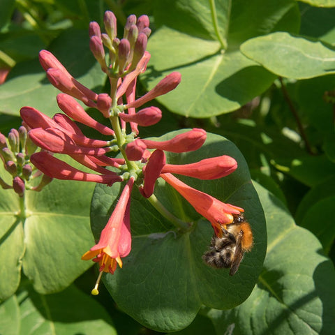Dropmore Scarlet Honeysuckle Vine | Orange/Red | Plant