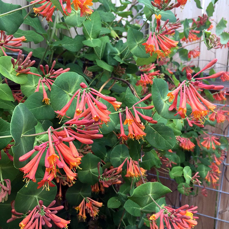 Dropmore Scarlet Honeysuckle Vine | Orange/Red | Plant