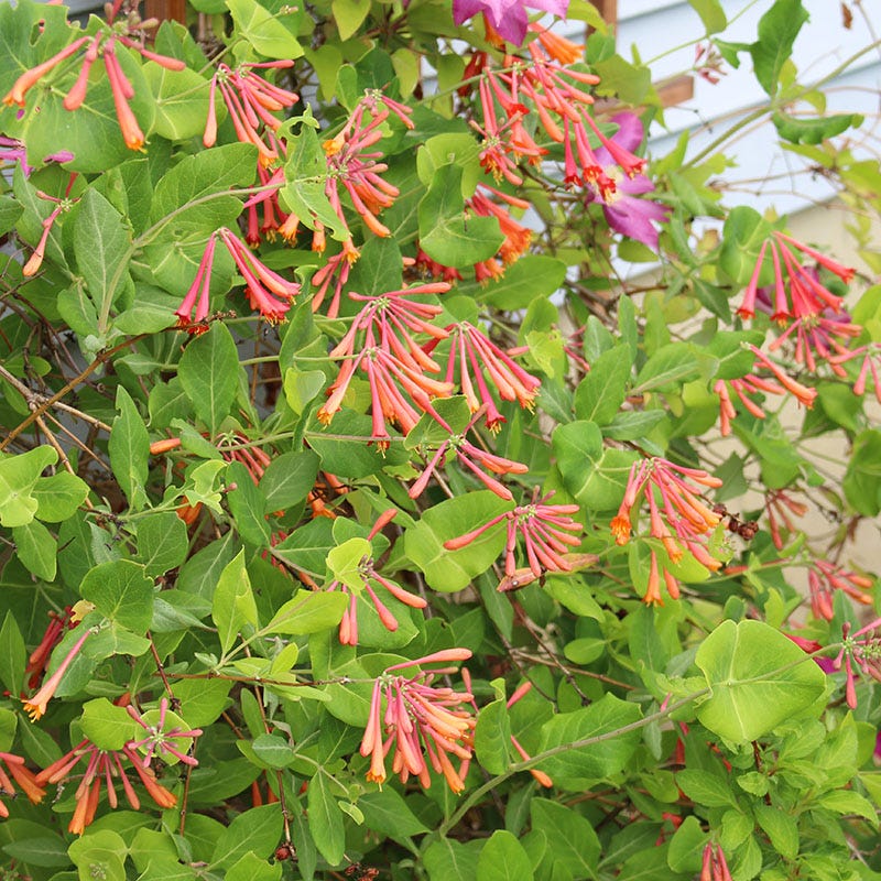 Dropmore Scarlet Honeysuckle Vine | Orange/Red | Plant - 4" Pot by American Meadows