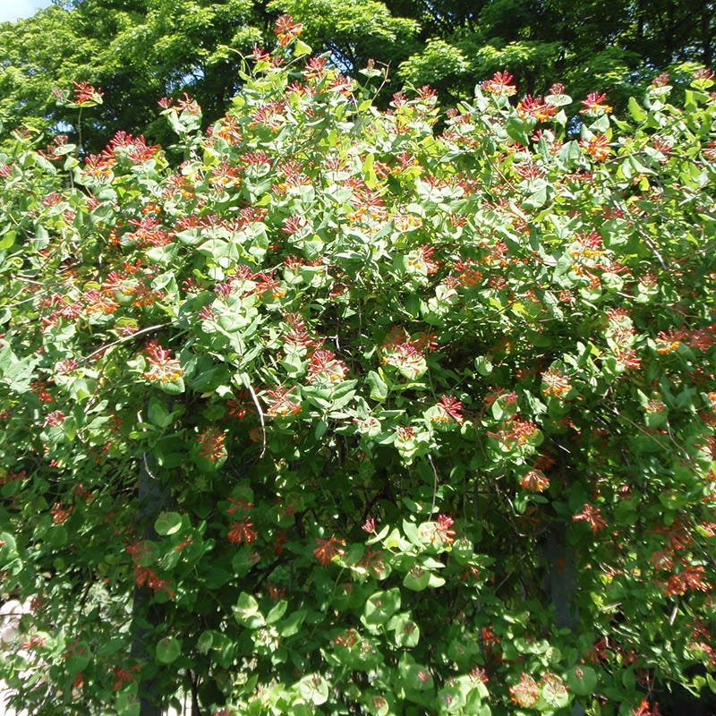 Dropmore Scarlet Honeysuckle Vine | Orange/Red | Plant