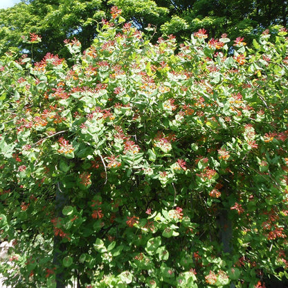 Dropmore Scarlet Honeysuckle Vine