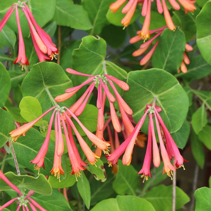 Fuchsia Cottage Garden Plant Collection