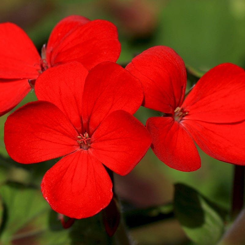 red flower seeds Red Wildflower Seed Mix