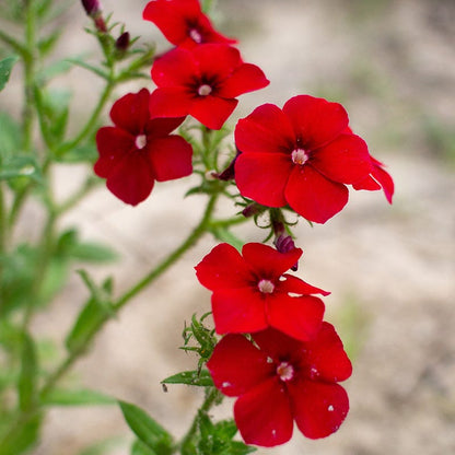 Drummond Phlox Seeds