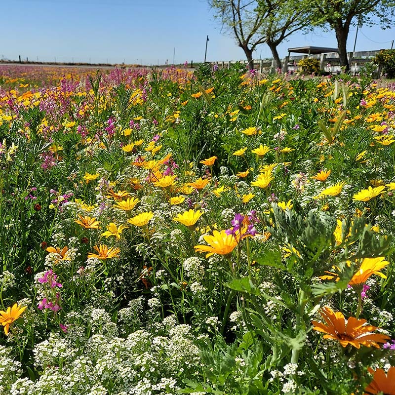 Dry Meadow Wildflower Seed Mix
