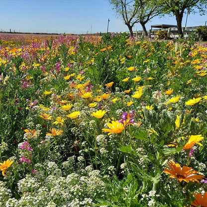 Dry Meadow Wildflower Seed Mix