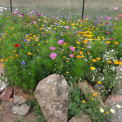 Dry Meadow Wildflower Seed Mix