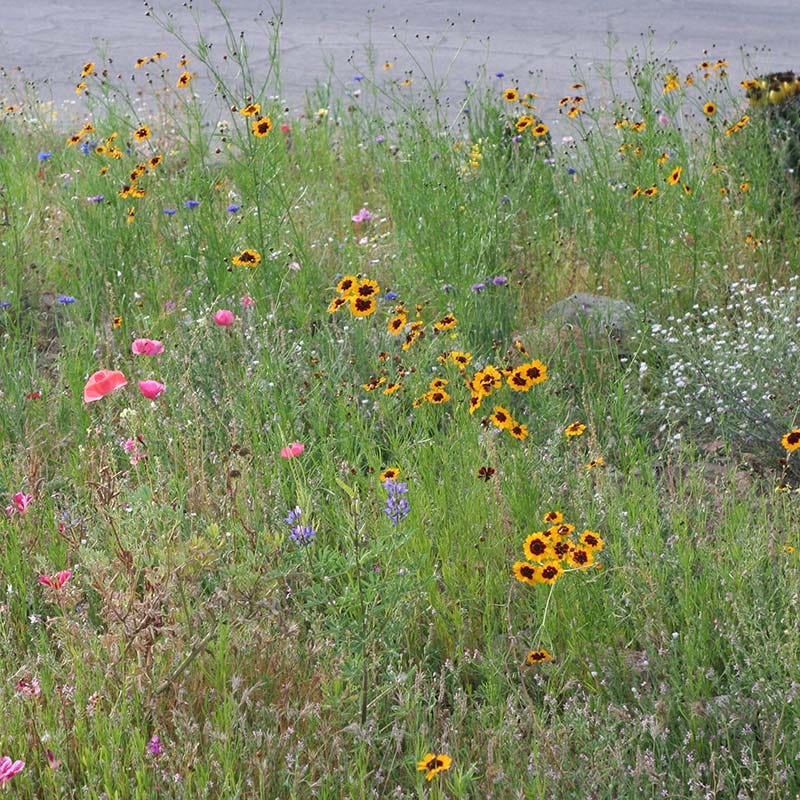 dry area wildflower seed mix Dry Meadow Wildflower Seed Mix