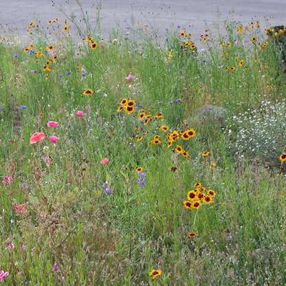 Dry Meadow Wildflower Seed Mix