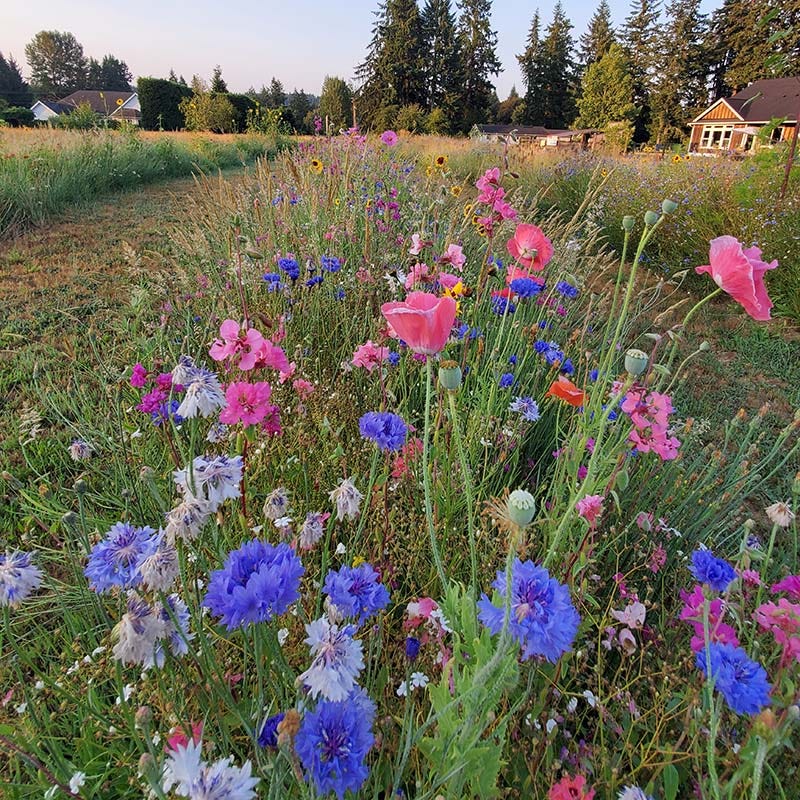 Dry Meadow Wildflower Seed Mix