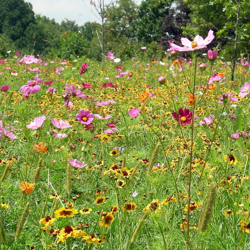 american meadows flower seeds Dry Meadow Wildflower Seed Mix