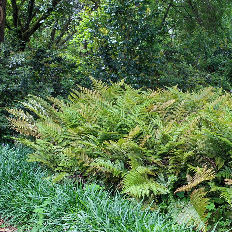 Brilliance Autumn Fern - Thumbnail 3