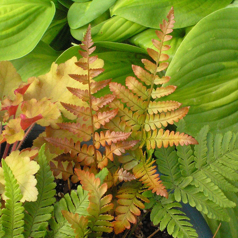 Brilliance Autumn Fern
