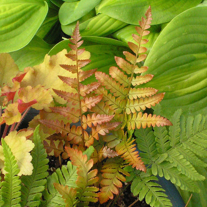 Brilliance Autumn Fern