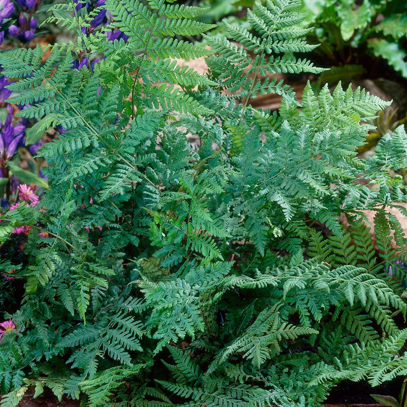 Shady Nook Fern Collection