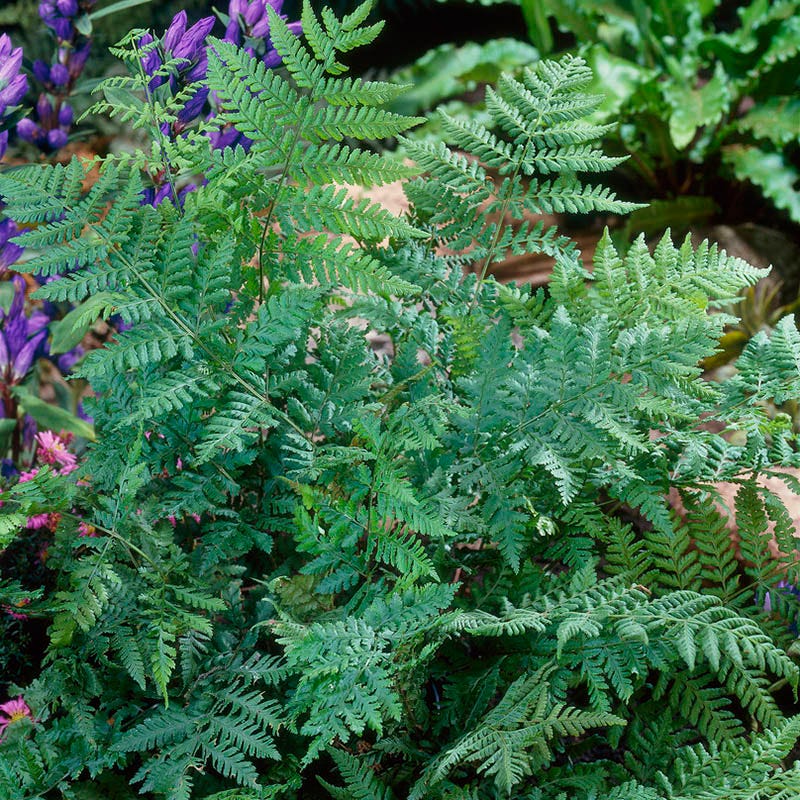 Marginal Woodfern