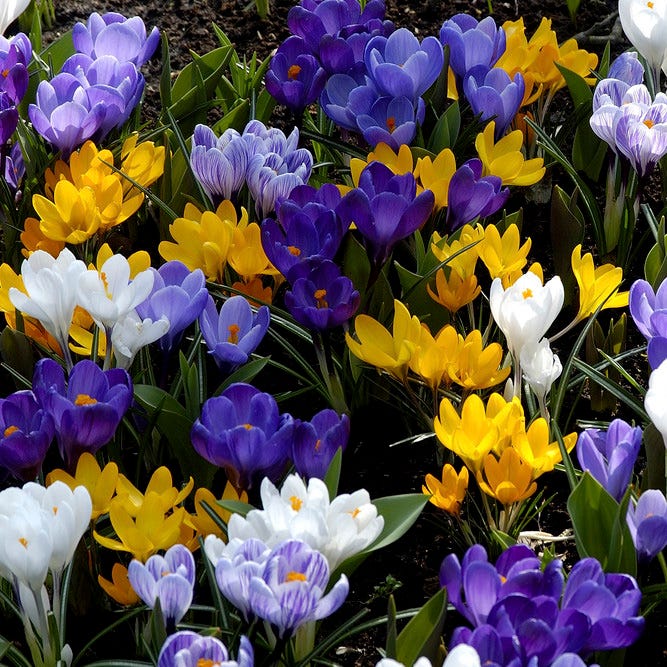 Dutch Crocus Mix