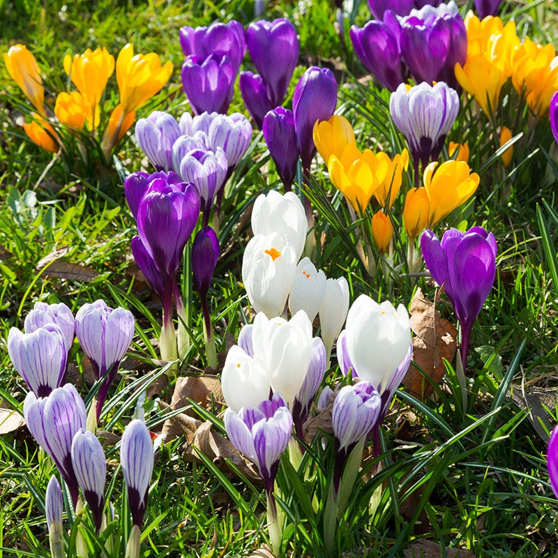 Dutch Crocus Mix