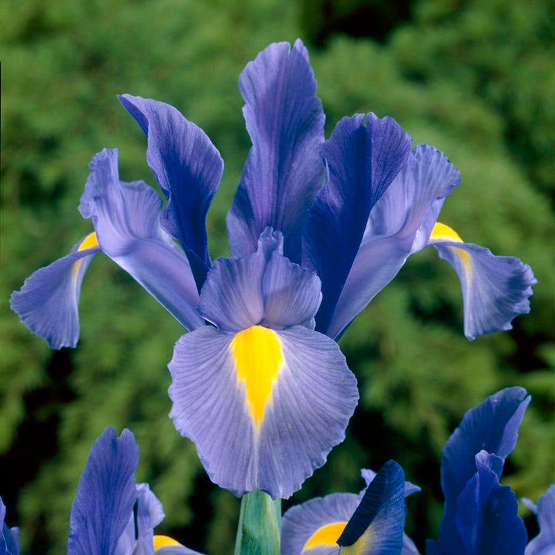 Blue River Bulb Collection