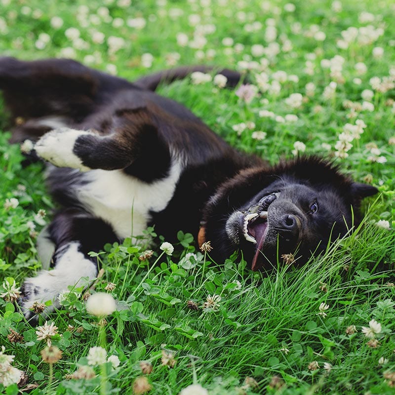 Dutch White Clover Seeds