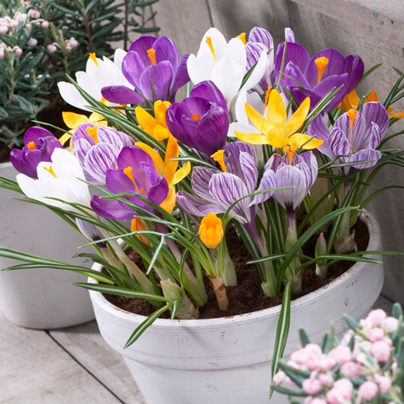 Dutch Crocus Mix - Thumbnail 2