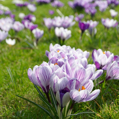 Pickwick Dutch Crocus